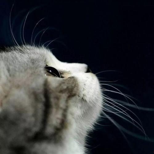 娱乐吃瓜君猫咪瘫痪,娱乐吃瓜君带你揭秘背后的故事